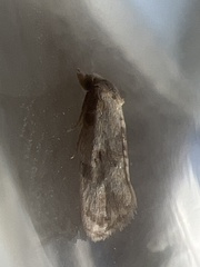 Neocochylis hybridella