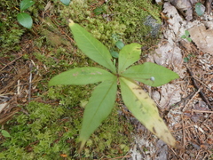 Lysimachia borealis