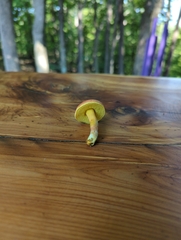 Hortiboletus rubellus