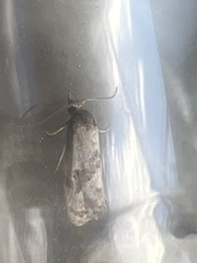 Neocochylis hybridella