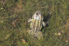 Pelophylax
