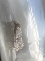 Neocochylis hybridella