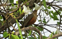 Turdus rufiventris