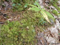 Lysimachia borealis