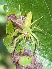 Lyssomanes viridis