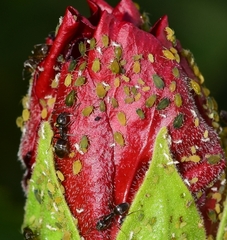 Aphis