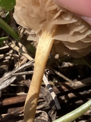 Agrocybe