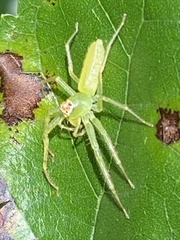 Lyssomanes viridis