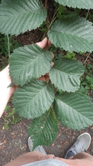 Ulmus glabra