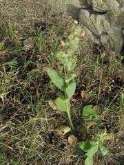 Verbascum thapsus