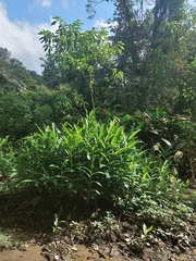 Hedychium coronarium