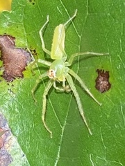 Lyssomanes viridis