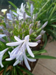 Agapanthus