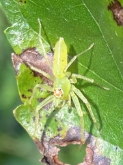 Lyssomanes viridis
