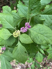 Callicarpa americana