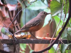 Turdus rufiventris