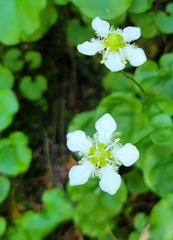 Parnassia fimbriata