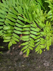 Osmunda spectabilis