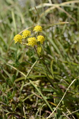 Bupleurum ranunculoides