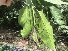 Alniphyllum pterospermum