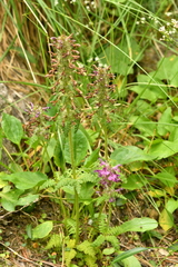 Pedicularis verticillata