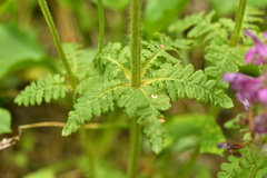 Pedicularis verticillata