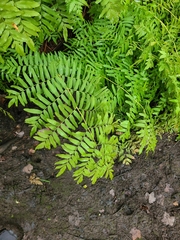 Osmunda spectabilis
