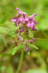 Pedicularis verticillata