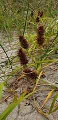 Carex macrocephala