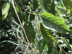 Alniphyllum pterospermum