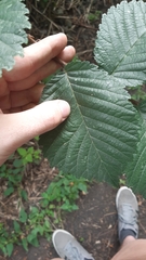 Ulmus glabra