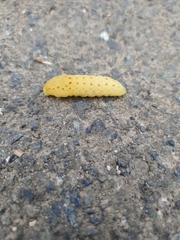 Iphiclides podalirius