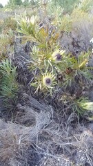 Protea longifolia