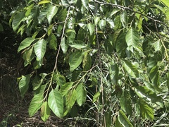 Alniphyllum pterospermum