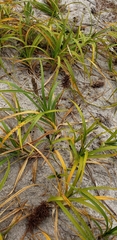 Carex macrocephala