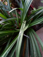 Angiospermae