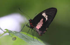 Parides