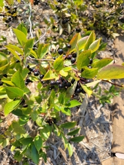 Aronia melanocarpa