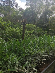 Hedychium coronarium