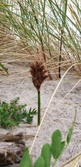 Carex macrocephala