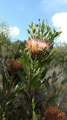 Protea susannae