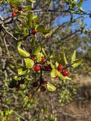 Rhamnus ilicifolia