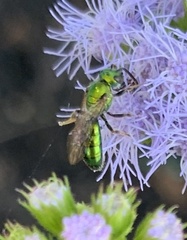 Augochlora pura