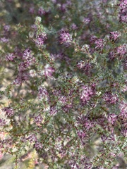 Erica erinus