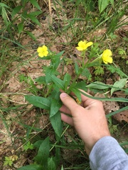 Oenothera