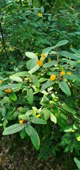 Lonicera