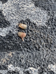 Leptestheria compleximanus