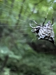 Micrathena gracilis