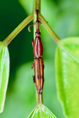 Trachelizini