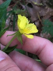 Oenothera